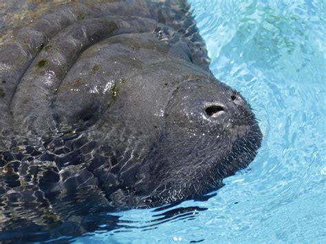 Manatee rescued from storm drain in Florida